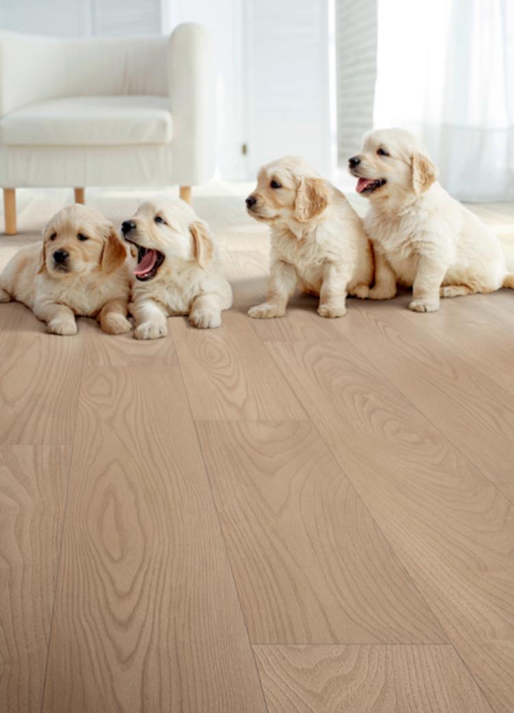 golden retriever puppies on wood look flooring in living room.